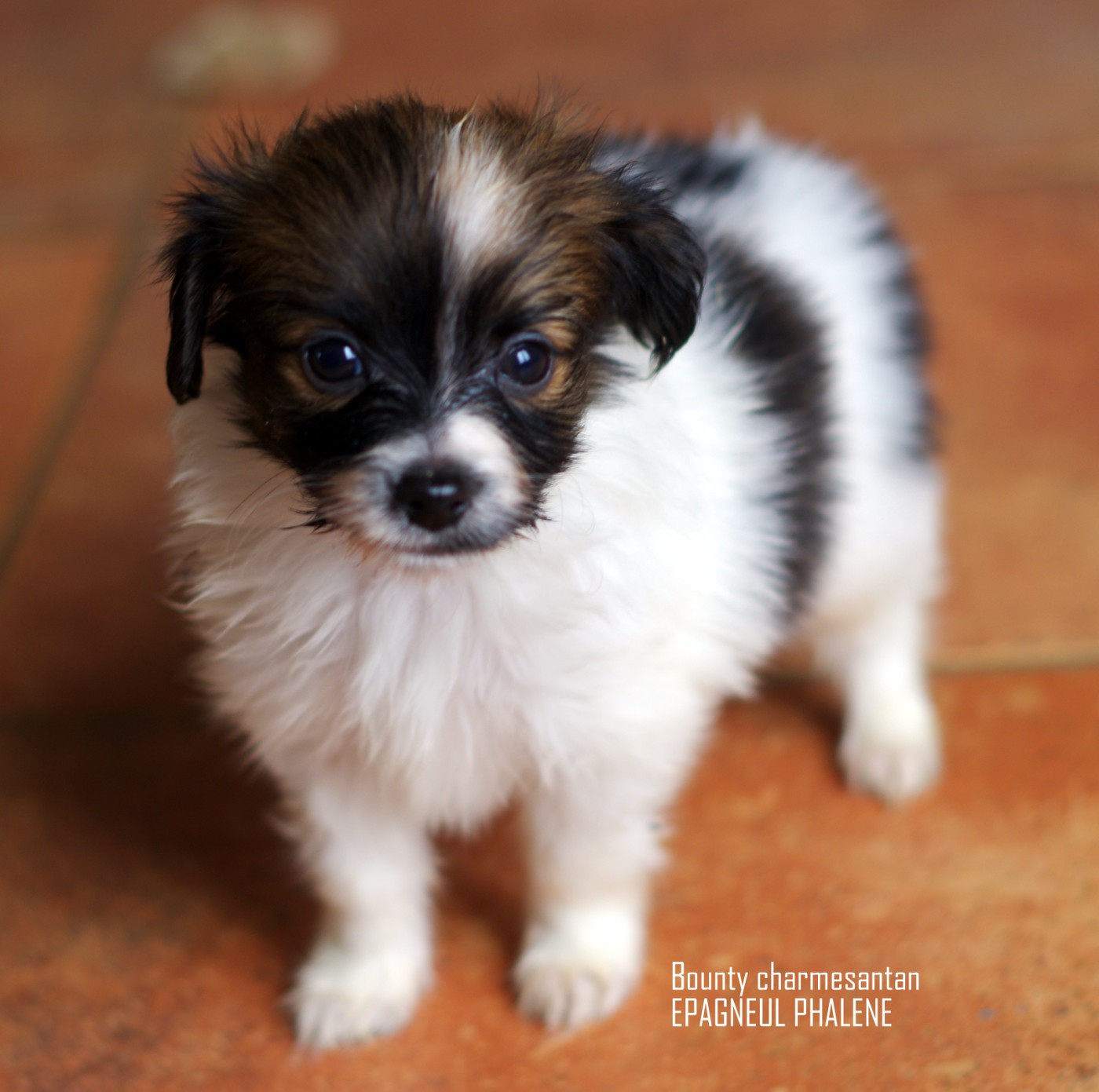 des charmes d'antan - Chiots disponibles - Epagneul nain Continental (Phalène)