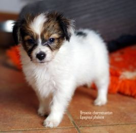 des charmes d'antan - Chiots disponibles - Epagneul nain Continental (Phalène)