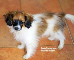 des charmes d'antan - Chiots disponibles - Epagneul nain Continental (Phalène)