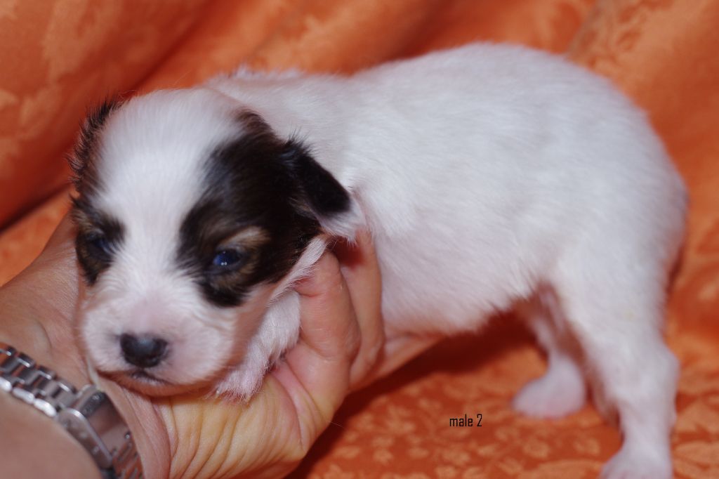 des charmes d'antan - Chiots disponibles - Epagneul nain Continental (Phalène)