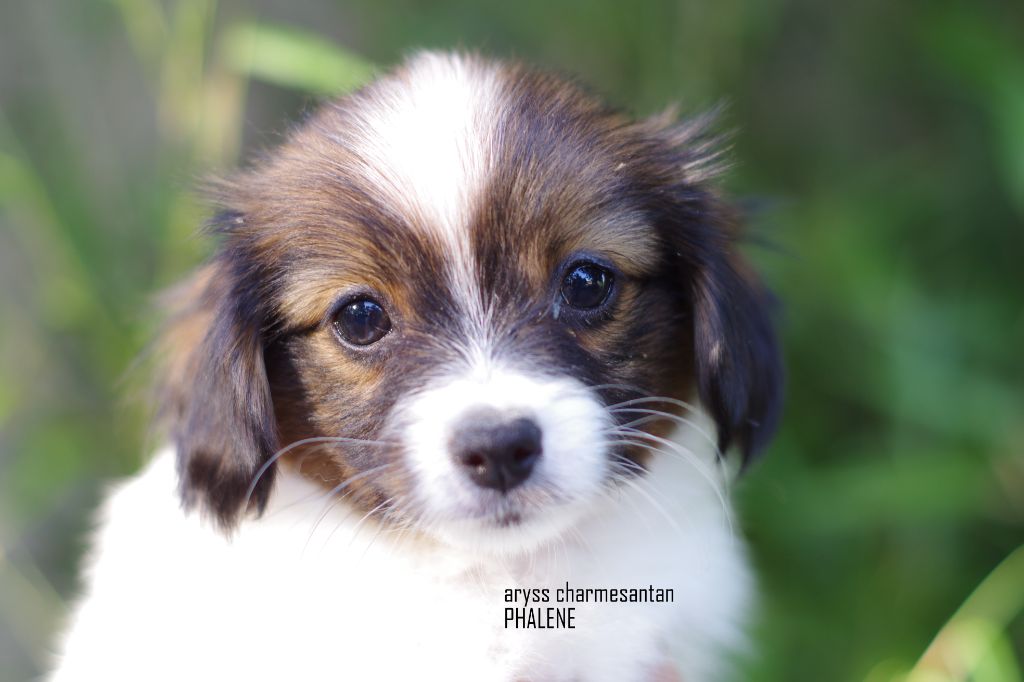 des charmes d'antan - Chiots disponibles - Epagneul nain Continental (Phalène)