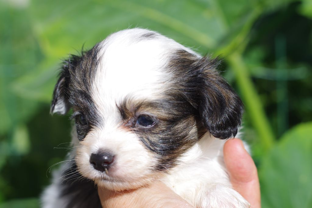 des charmes d'antan - Chiots disponibles - Epagneul nain Continental (Phalène)