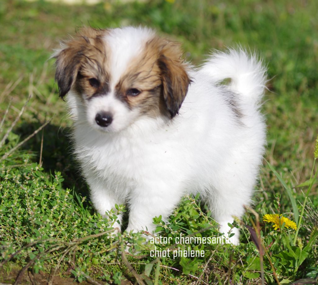 des charmes d'antan - Chiots disponibles - Epagneul nain Continental (Phalène)