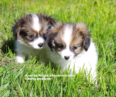 CHIOT 1