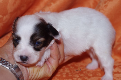 CHIOT 2