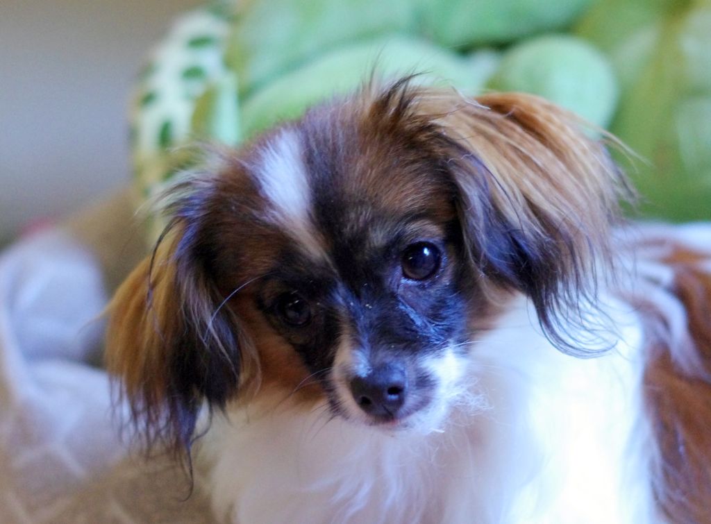 des charmes d'antan - Chiots disponibles - Epagneul nain Continental (Phalène)