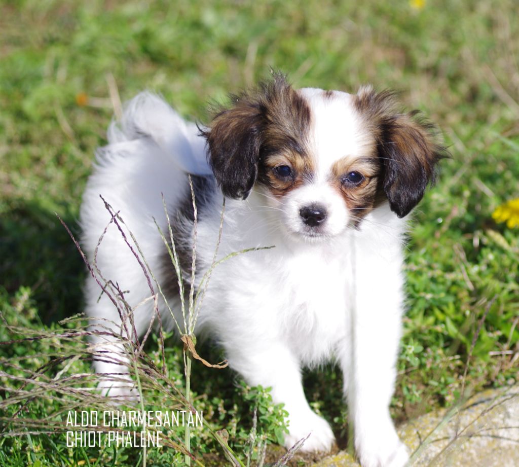 des charmes d'antan - Chiots disponibles - Epagneul nain Continental (Phalène)