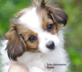 des charmes d'antan - Chiots disponibles - Epagneul nain Continental (Phalène)