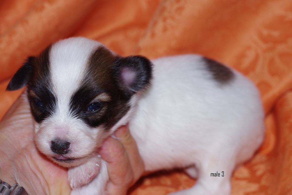 des charmes d'antan - Chiots disponibles - Epagneul nain Continental (Phalène)